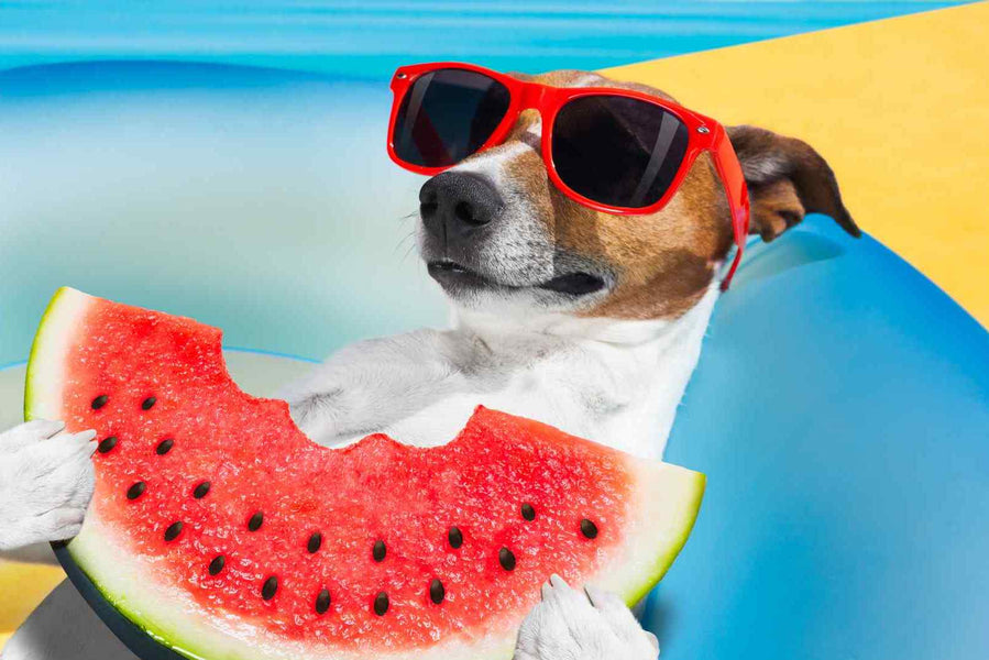 The Ultimate Guide to Fruits Your Dog Can and Can't Eat