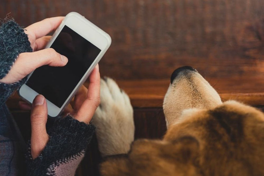 5 Must-Have Dog Apps for Every Paw-rent